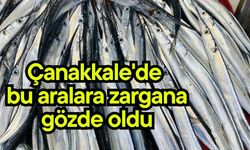 Çanakkale'de bu aralara zargana gözde oldu