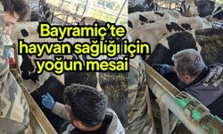 Bayramiç’te hayvan sağlığı için yoğun mesai