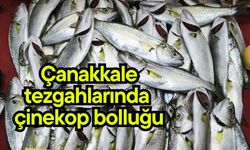 Çanakkale tezgahlarında çinekop bolluğu
