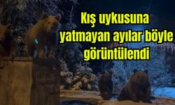 Kış uykusuna yatmayan ayılar böyle görüntülendi (Video)
