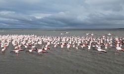 Enez Gala Gölü flamingolara ev sahipliği yapıyor (Video)