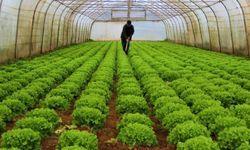 Bitkisel üretim bir önceki yıla göre azaldı