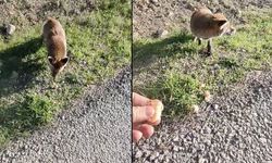 Çanakkale'de insanlara alışan tilki bölgenin maskotu oldu