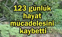 123 günlük hayat mücadelesini kaybetti
