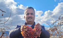 Soğuğa dayanıklı kazancı yüksek