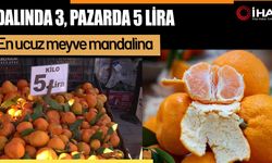 En ucuz meyve mandalina (Video)