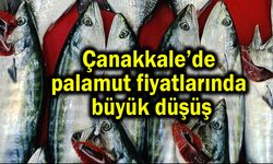 Çanakkale’de palamut fiyatlarında büyük düşüş