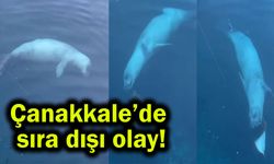 Çanakkale’de sıra dışı anlar görüntülendi