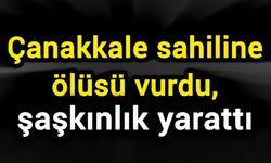 Çanakkale sahiline ölüsü vurdu, şaşkınlık yarattı