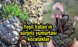 Yeşil Vatan’ın sürpriz yumurtası kozalaklar
