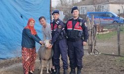 Çanakkale’de kaybolan 24 küçükbaş hayvan bulundu