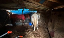 Otoyol kenarındaki kemikler jandarmayı at kasaplarına götürdü