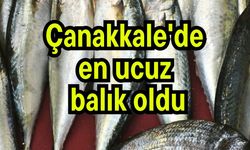 Çanakkale'de en ucuz balık oldu