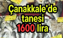 Çanakkale'de tanesi 1600 lira