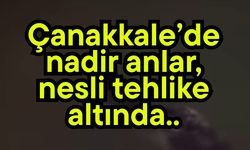 Çanakkale’de nadir anlar!