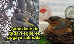 Çanakkale'de tedavi edilerek doğaya salındılar