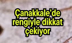 Çanakkale'de rengiyle dikkat çekiyor