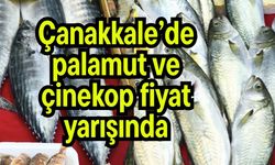 Çanakkale’de palamut ve çinekop fiyat yarışında