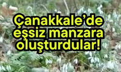 Çanakkale’de eşsiz manzara oluşturdular!