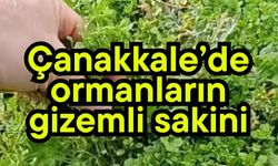 Çanakkale’de ormanların gizemli sakini