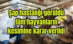 Şap hastalığı görüldü, tüm hayvanların kesimine karar verildi