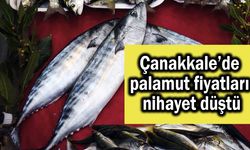 Çanakkale’de palamut fiyatları nihayet düştü