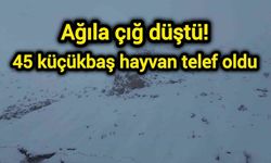 Ağıla çığ düştü! 45 küçükbaş hayvan telef oldu