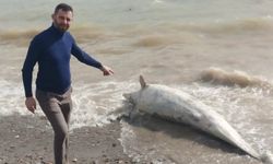 Çanakkale'de ölü yunus balığı karaya vurdu