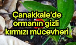 Çanakkale'de ormanın gizli kırmızı mücevheri