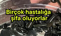Birçok hastalığa şifa oluyorlar (Video)
