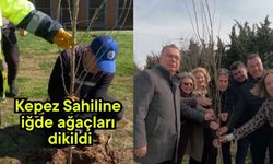 Kepez Sahiline iğde ağaçları dikildi
