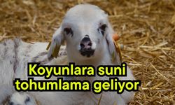 Koyunlara suni tohumlama geliyor (Video)