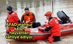 AFAD mahsur kalan hayvanları tahliye ediyor