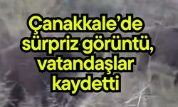 Çanakkale’de sürpriz görüntü