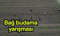 Bağ budama yarışması