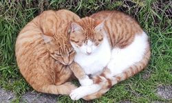 Çanakkale kedilerinden Sevgililer Günü pozu