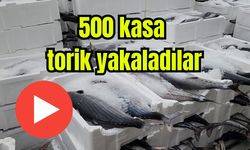 500 kasa torik yakaladılar (Video)