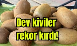 Dev kiviler rekor kırdı! (Video)