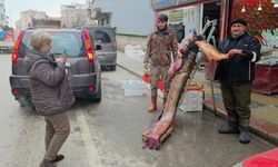 Taşkın dev balığı kıyıya attı: 102 kilo, 2.40 metre (Video)
