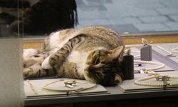 Bu kedi altınların arasında uyuyor (Video)