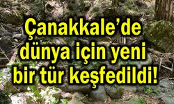 Çanakkale’de dünya için yeni bir tür keşfedildi!
