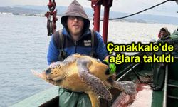 Çanakkale'de ağlara takıldı (Video)