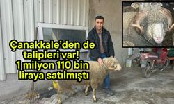 Çanakkale’den de talipleri var! 1 milyon 110 bin liraya satılmıştı (Video)
