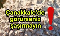 Çanakkale’de görürseniz şaşırmayın!