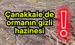 Çanakkale’de ormanın gizli hazinesi