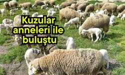 Kuzular anneleri ile buluştu (Video)