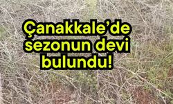 Çanakkale’de sezonun devi bulundu!