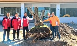 Çanakkale’de yeni hizmet binasına zeytin ağacı dikildi
