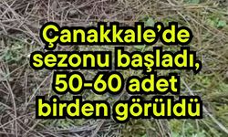 Çanakkale’de sezonu başladı, 50-60 adet birden görüldü
