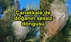 Çanakkale’de doğanın sessiz döngüsü